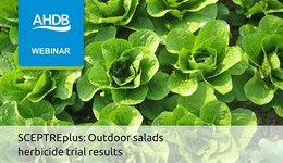 SCEPTREplus: Outdoor salads herbicide trial results
